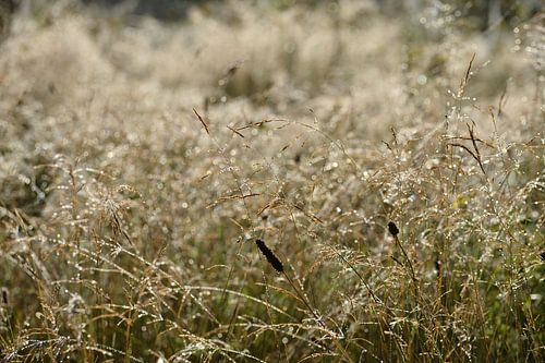 Wet grass at sunrise