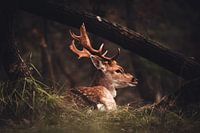 Resting Deer