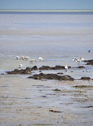 lepelaars op Terschelling