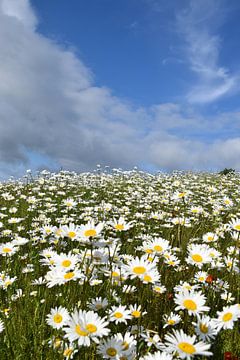 Un champ de marguerites en fleur sur Claude Laprise