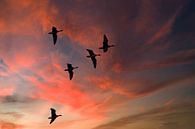 Ganzen in de lucht van Arie Flokstra Natuurfotografie thumbnail