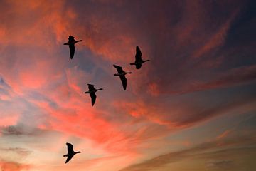 Geese in the air by Arie Flokstra Natuurfotografie