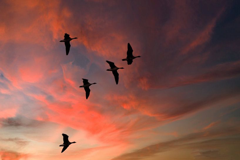 Ganzen in de lucht van Arie Flokstra Natuurfotografie