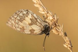 Schachbrett im Viroinval