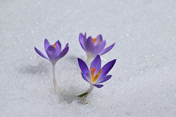 Crocus blooms in spring by Claude Laprise