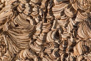 abstracte structuur van wespennest