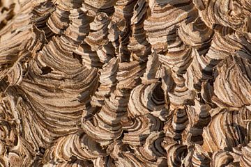 structure abstraite d'un nid de guêpes