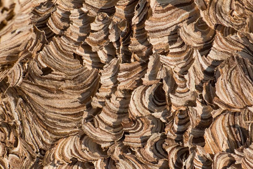 abstrakte Struktur eines Wespennestes von Klaartje Majoor