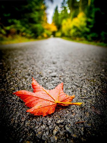 Rood herfst blad in het Sauerland-Winterberg