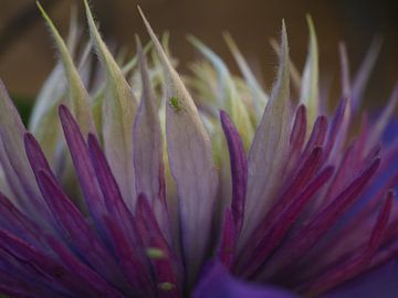 Blauwe bloemen van Marjanne van der Linden