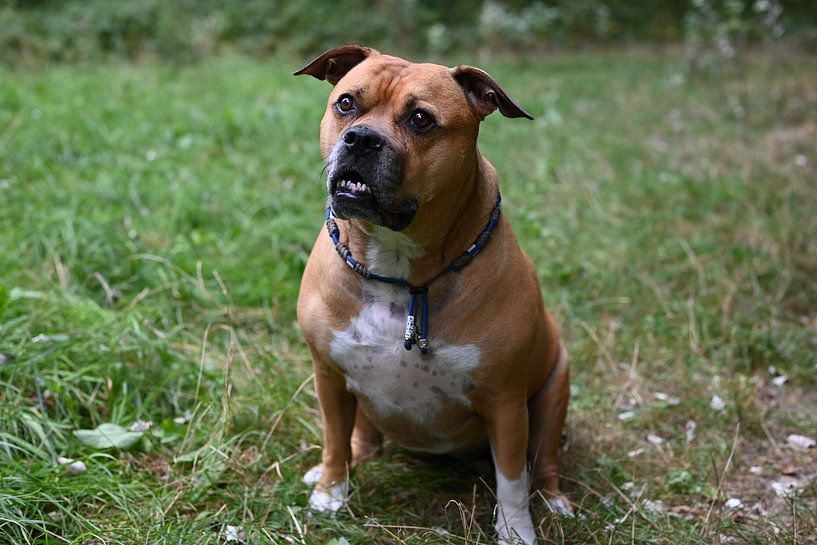 Brauner Stafford-Hund sitzt im Wald und schaut in die Kamera von JGL Market