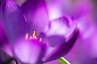 Der Krokus, die erste Frühlingsblüte von Gerry van Roosmalen Miniaturansicht