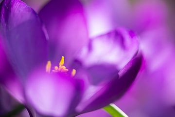 Der Krokus, die erste Frühlingsblüte von Gerry van Roosmalen