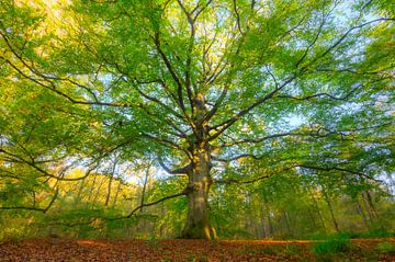 Old Beech tree in a beech tree forest by Sjoerd van der Wal Photography