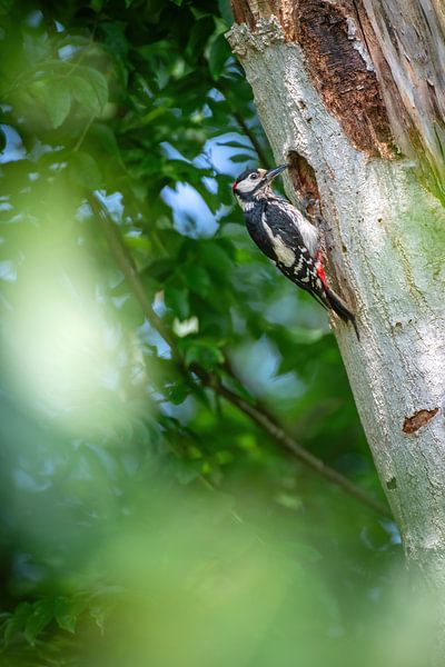 Buntspecht von Andy van der Steen - Fotografie