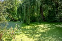 enchanted pool
