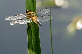 Libelle sur Koos Lanting