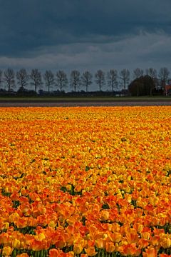 Champ de tulipes avec rangée d'arbres