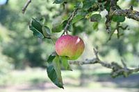 Apple on the tree