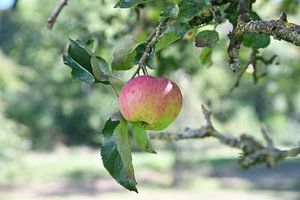 Pomme sur l'arbre
