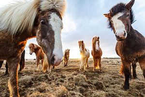 Icelandic horses in a field in Iceland around sunset time sur Bart van Eijden