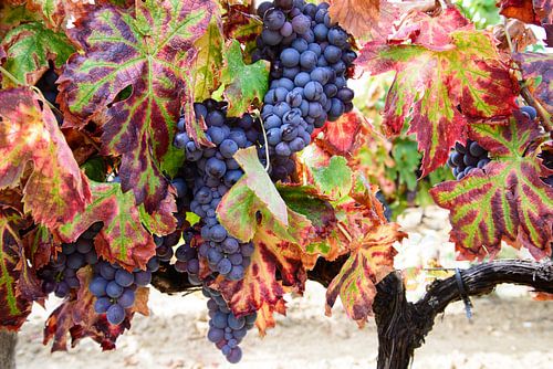 Grapes ready for harvesting