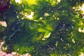 Natures Art 11 by Christiane Behrmann