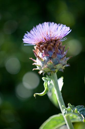 Violette distelartige Blüte der Artischocke aus der Nähe