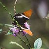 Bruin-oranje vlinder in Quindío van Ronne Vinkx
