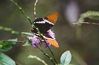 Bruin-oranje vlinder in Quindío van Ronne Vinkx thumbnail