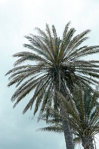 Palmiers tropicaux à Mykonos | Ciel bleu | Photographie de voyage Grèce