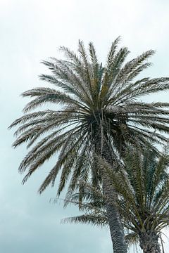 Tropische palmbomen op Mykonos | Blauwe lucht | Kleurrijke reisfotografie Griekenland van HelloHappylife