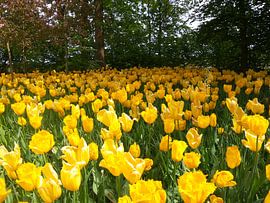 Bloemen by Veli Aydin