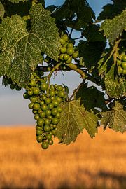 Weinrebe in der Sonne von Thomas Heitz