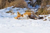 Sleeping Fox in the snow by Remco Van Daalen thumbnail