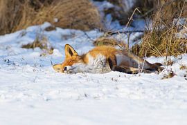 Slapende Vos in de sneeuw van Remco Van Daalen