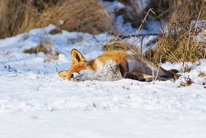 Renard endormi dans la neige sur Remco Van Daalen