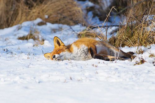Sleeping Fox in the snow by Remco Van Daalen