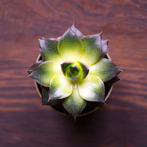 Fleur abstraite