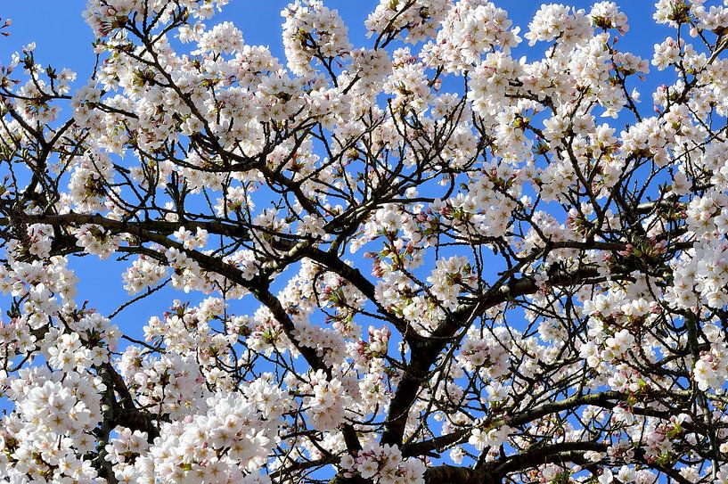 Kirschblüte von Frank's Awesome Travels