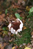 Het huis van Paulus de boskabouter