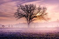 Lever de soleil avec un faible brouillard