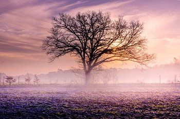 Sunrise met lage mist