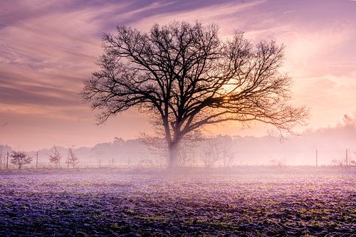 Sonnenaufgang bei niedrigem Nebel
