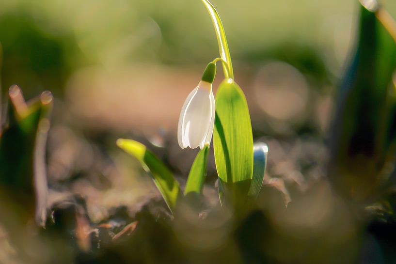 snowdrop by Tania Perneel