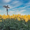 Sproeier tussen de gele tulpen van peterheinspictures
