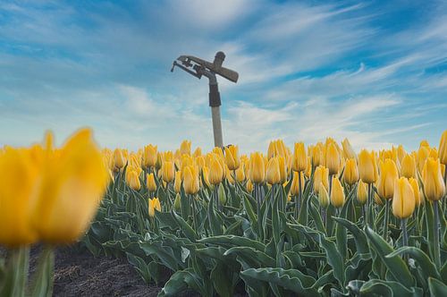 Sprayer zwischen den gelben Tulpen von peterheinspictures