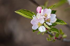 Blossoms, Limburg by Pieterpb