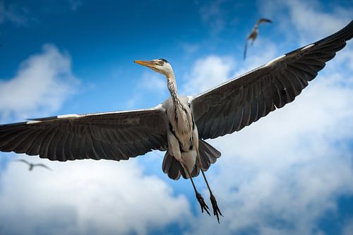 Reiger in vlucht
