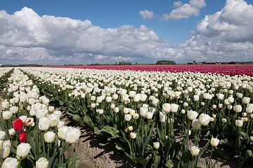 White and pink tulip field with a typical Dutch sky by W J Kok